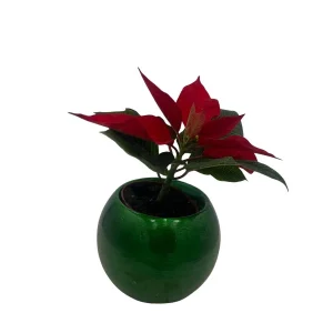 Poinsettia Live Plant in Green Globe Planter - 2 inch Pot - Festive Decor - Image 4