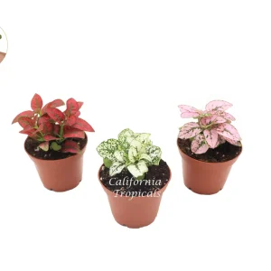 Polka Dot Plant Combo – Hypoestes Phyllostachya Live Plant – 2 inch Pot – Indoor - Image 1