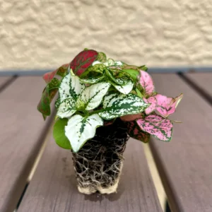 Polka Dot Plant Hypoestes Mix Live Starter Plant Houseplant - Image 2