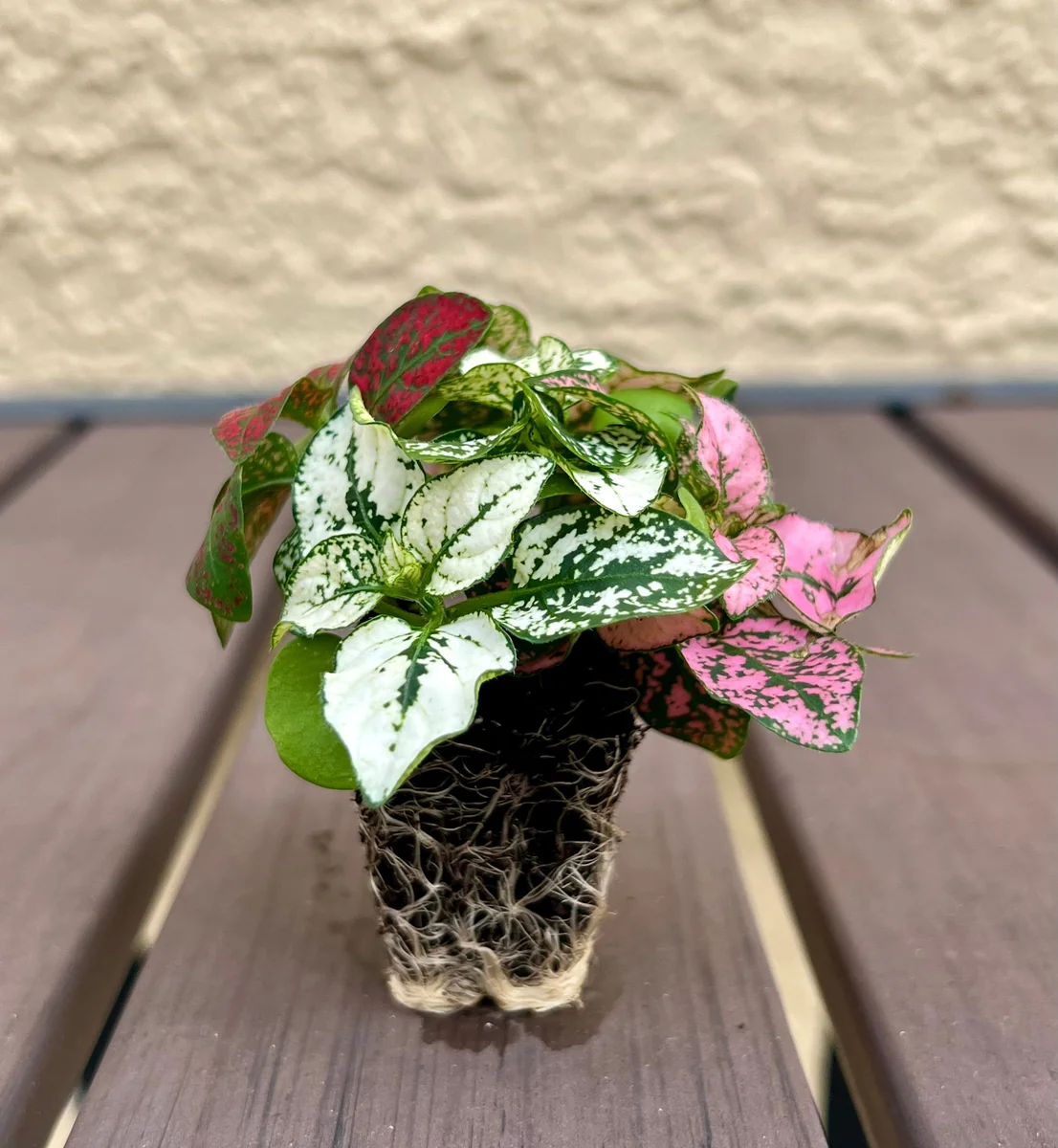 Polka Dot Plant Hypoestes Mix Live Starter Plant Houseplant - Image 2