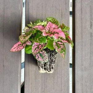 Polka Dot Plant Hypoestes Mix Live Starter Plant Houseplant - Image 3
