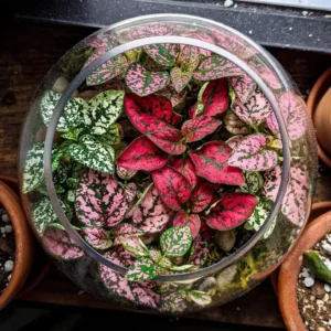 Polka Dot Plant Hypoestes Mix Live Starter Plant Houseplant - Image 1