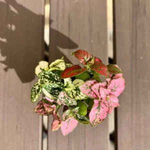 Polka Dot Plant Hypoestes Mix Live Starter Plant Houseplant - Image 4