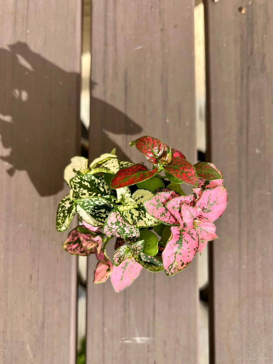 Polka Dot Plant Hypoestes Mix Live Starter Plant Houseplant - Image 4