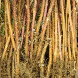 Polka Raspberry Bare Root Plant - 1-Year-Old Canes - Everbearing Red Variety - Image 4