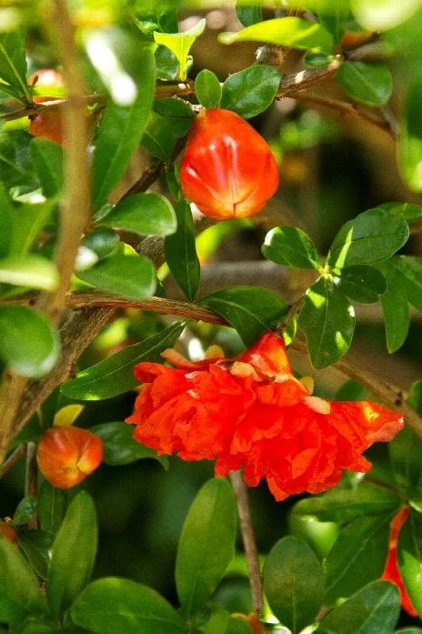 Pomegranate Live Plant - 3-4 Ft Tall - Fruit Tree - 3 Gallon Pot - Outdoor - Image 3