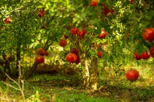 Pomegranate Live Plant - 3-4 Ft Tall - Fruit Tree - 3 Gallon Pot - Outdoor - Image 1