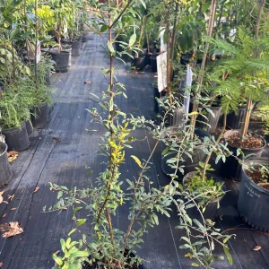 Pomegranate Tree Live Plant – 3 Gallon, 3 Feet Tall – Edible Fruit - Image 2