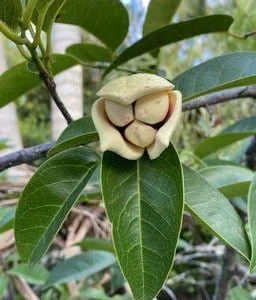 Pond Apple Live Plant - Annona Glabra Tree - 1-2 Feet Tall - 6 inch Pot - Image 2