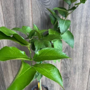 Ponderosa Lemon Live Plant - Grafted 1/2 Gallon Pot - Indoor/Outdoor Fruit Tree - Image 2