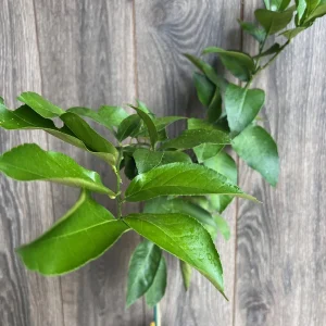 Ponderosa Lemon Live Plant - Grafted 1/2 Gallon Pot - Indoor/Outdoor Fruit Tree - Image 3