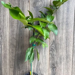 Ponderosa Lemon Live Plant - Grafted 1/2 Gallon Pot - Indoor/Outdoor Fruit Tree - Image 4
