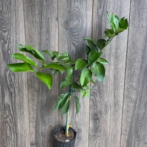 Ponderosa Lemon Live Plant - Grafted 1/2 Gallon Pot - Indoor/Outdoor Fruit Tree - Image 5