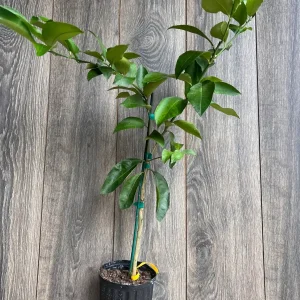 Ponderosa Lemon Live Plant - Grafted 1/2 Gallon Pot - Indoor/Outdoor Fruit Tree - Image 8