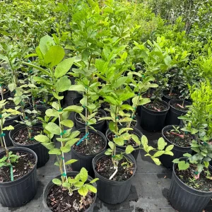 Ponderosa Lemon Tree Live Plant – 5 Gallon – 3-4 Feet Tall – Citrus Fruit - Image 3