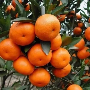 Ponkan Mandarin Live Plant - Sweet Chinese Honey Orange Tree 1/2 Gal Pot - Image 1