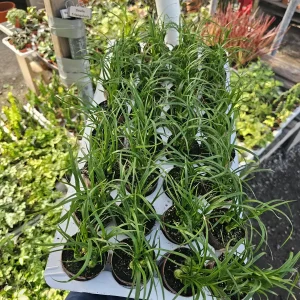 Pony Tail Palm Live Plant - Beaucarnea Recurvata 2in Pot - Indoor/Outdoor - Image 4