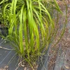 Ponytail Palm Tree Live Plant - 2ft Tall Indoor/Outdoor Succulent (Beaucarnea recurvata) - Image 1