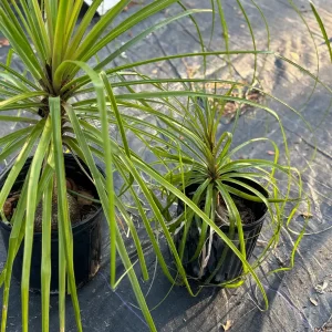 Ponytail Palm Tree Live Plant - 2ft Tall Indoor/Outdoor - Image 2