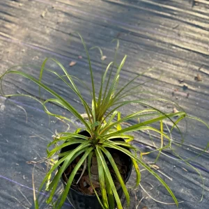 Ponytail Palm Tree Live Plant - 2ft Tall Indoor/Outdoor Succulent (Beaucarnea recurvata) - Image 3