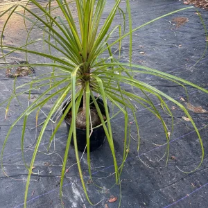 Ponytail Palm Tree Live Plant - 2ft Tall Indoor/Outdoor Succulent (Beaucarnea recurvata) - Image 4