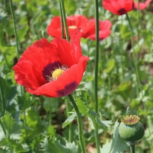Poppy Flower Seeds - Papaver Somniferum - 1000 Seed Pack - Outdoor Annual - Image 2