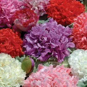 Poppy Peony Double Mixed Flower Seeds - Red, Pink, White, Purple, Coral Double Petal - Image 2