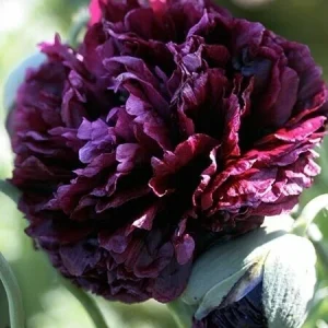 Poppy Peony Double Mixed Flower Seeds - Red Pink White Purple Coral - Zones 3-12 - Image 5