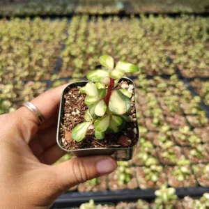 Portulacaria afra 'Elephant Bush' Succulent Live Plant - Drought Tolerant - Image 2