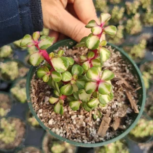 Portulacaria afra 'Elephant Bush' Succulent Live Plant - Drought Tolerant - Image 4