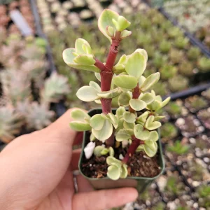 Portulacaria afra 'Elephant Bush' Succulent Live Plant - Drought Tolerant - Image 8