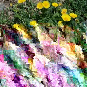 Potentilla Aurea Perennial Seeds - 5000 Pack, Yellow Flowers, Outdoor Groundcover - Image 1