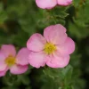 Potentilla Happy Face Hearts Live Plant – 4 inch pot – Outdoor Shrub - Image 1