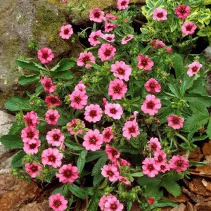Potentilla Miss Willmott Seeds - 100 Perennial Flowering Groundcover Seeds, Pink/Red, Outdoor - Image 3