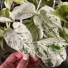 Pothos Marble Queen Live Plant - Starter Plant - Indoor Houseplant - Image 1