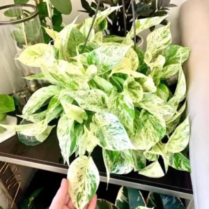 Pothos Marble Queen Live Plant - Variegated Indoor Houseplant Starter - Image 1