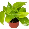 Pothos Neon Live Plant – 4 inch Potted Houseplant – Indoor & Easy Care - Image 1