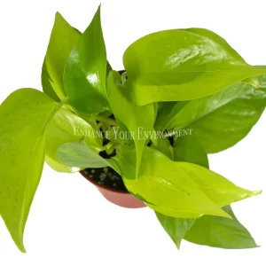 Pothos Neon Live Plant – 4 inch Potted Houseplant – Indoor & Easy Care - Image 2