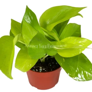 Pothos Neon Live Plant – 4 inch Potted Houseplant – Indoor & Easy Care - Image 1