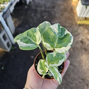 Pothos N'Joy Live Plant – 2 Inch Pot – Variegated Indoor Houseplant - Image 3
