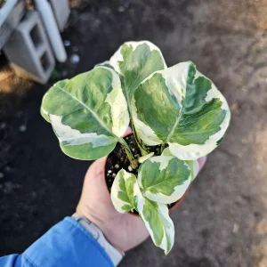 Pothos N'Joy Live Plant – 2 Inch Pot – Variegated Indoor Houseplant - Image 1