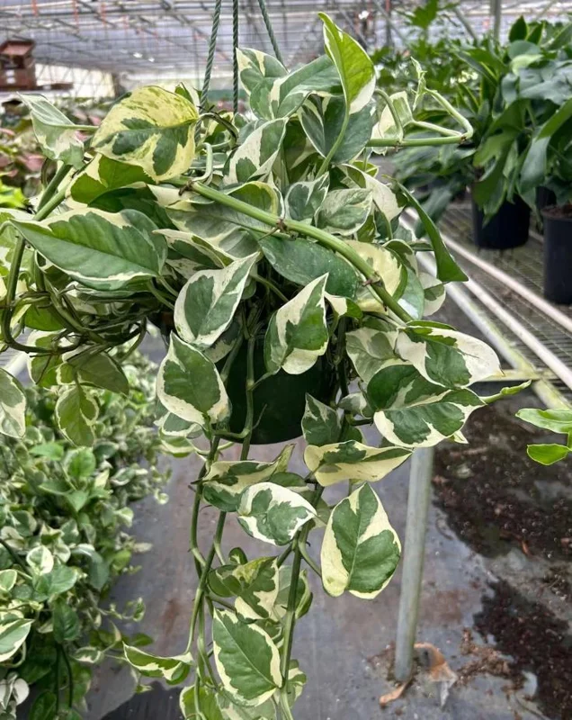 Pothos N'Joy Live Plant - 3-5" Tall, 2" Pot - Variegated Trailing Houseplant for Indoors - Image 2