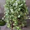 Pothos N'Joy Live Plant - 3-5" Tall, 2" Pot - Variegated Trailing Houseplant for Indoors - Image 1