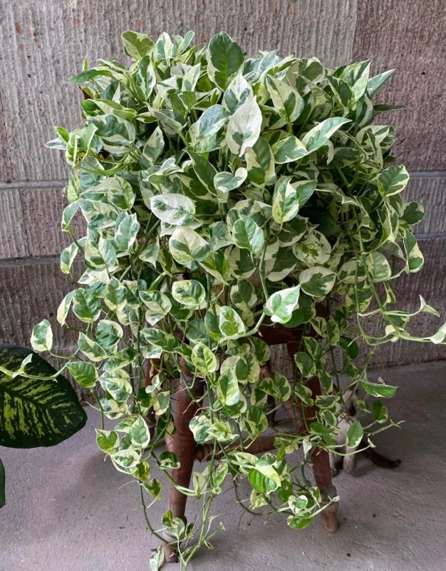 Pothos N'Joy Live Plant - 3-5" Tall, 2" Pot - Variegated Trailing Houseplant for Indoors - Image 1