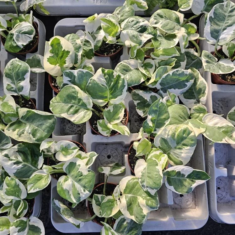 Pothos N'Joy Live Plant - 3-5" Tall, 2" Pot - Variegated Trailing Houseplant for Indoors - Image 3