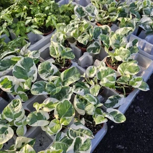 Pothos N'Joy Live Plant - 3-5