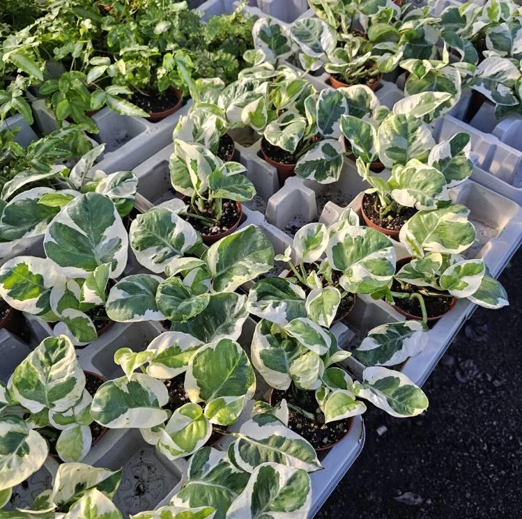 Pothos N'Joy Live Plant - 3-5" Tall, 2" Pot - Variegated Trailing Houseplant for Indoors - Image 4