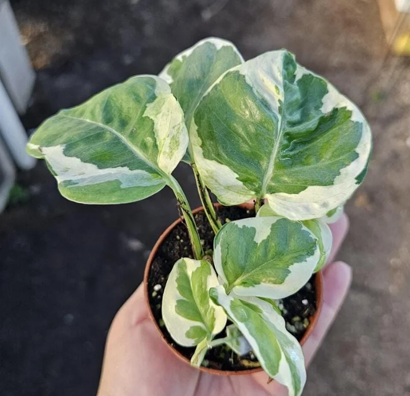 Pothos N'Joy Live Plant - 3-5" Tall, 2" Pot - Variegated Trailing Houseplant for Indoors - Image 5
