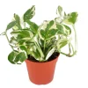 Pothos N'Joy Live Plant – 4 Inch Potted Houseplant – Indoor Greenery - Image 1