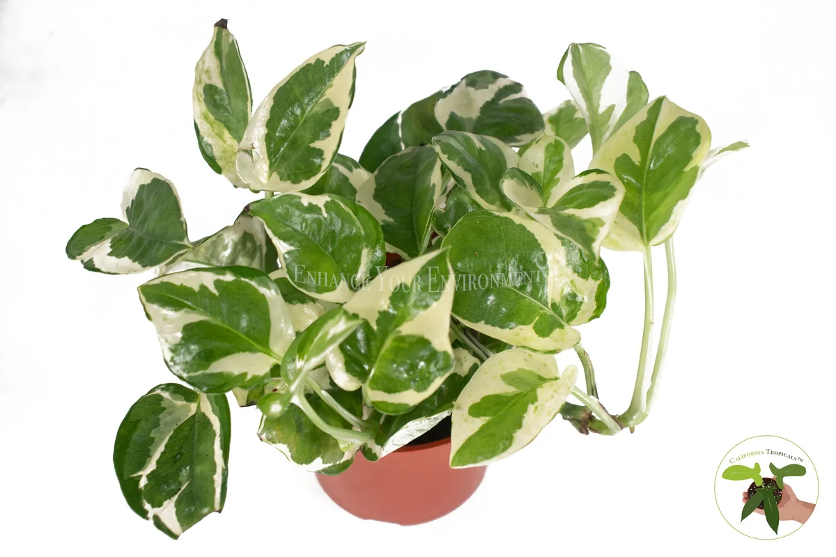 Pothos N'Joy Live Plant – 4 Inch Potted Houseplant – Indoor Greenery - Image 2